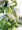 Shade shown in photo is olive in 1-1/2 inch widt.h
